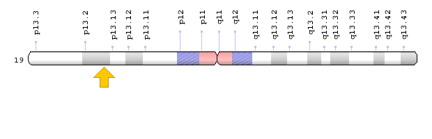 EPOR Geni: Kromozomal Konum; Genom Dekorasyon Sayfası/NCBI