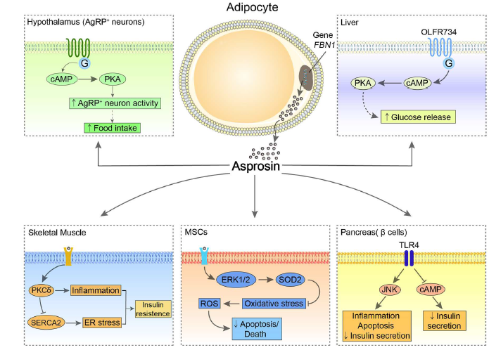 Asprosin'in Metabolik Hastalıklardaki Rolü - foto1