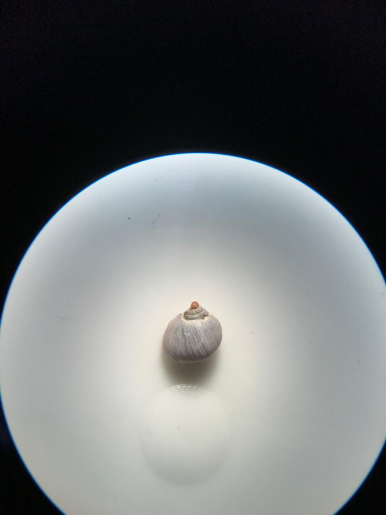 Görsel 1: Tritia neritea mikroskop görüntüsü.