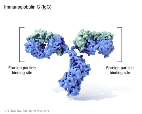 ALG-1 Konjenital Glikozilasyon Bozukluğu