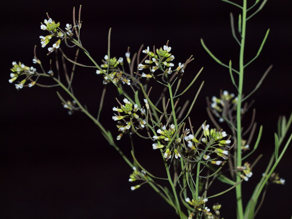 Görsel: Arabidopsis thaliana 