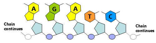 Görsel 5: Bir DNA dizisinde çok sayıda bireysel nükleotid birimi uzun bir zincir halinde birbirine bağlanır.