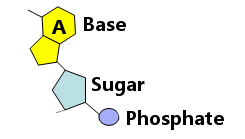Görsel 4: Bir DNA nükleotidi. Her biri farklı bir baza sahip dört nükleotid mümkündür: A, C, G veya T.