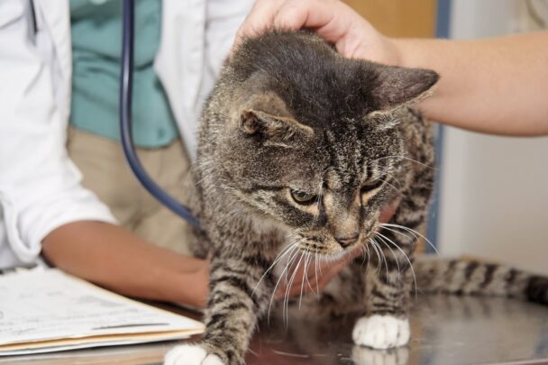 Kedilerde Addison Hastalığı Nedir?