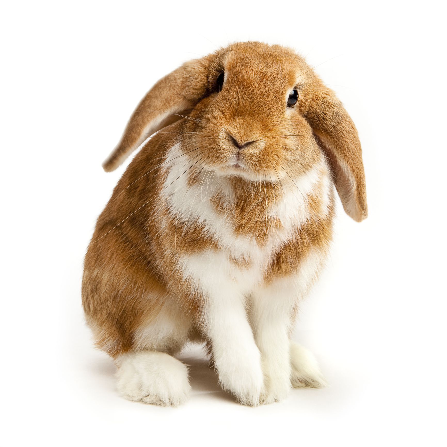 Tavşanlarda Hematüri Nedir?