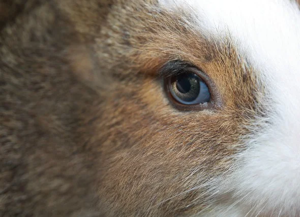 Tavşanlarda Lekeli Göz Nedir?