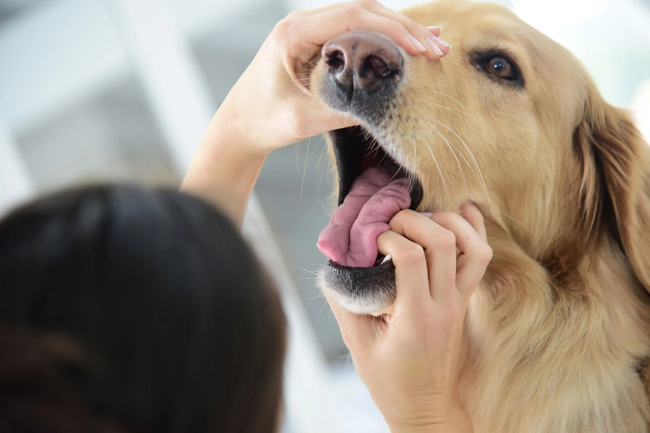 Köpeklerde Adrenal Bez Kanseri (Feokromositoma) Nedir?