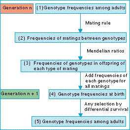 Nüfus Genetiği Modeli Nedir?