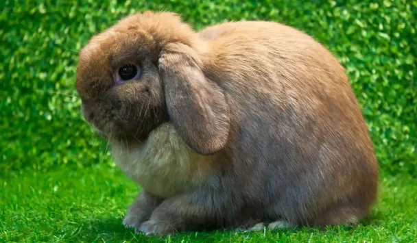 tavşanlarda iştah kaybı