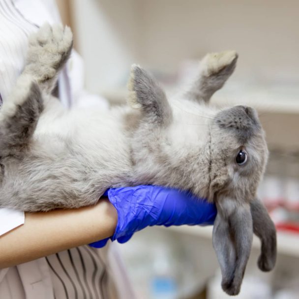 Tavşanlarda Akciğer Tümörü ve Kanseri Nedir?