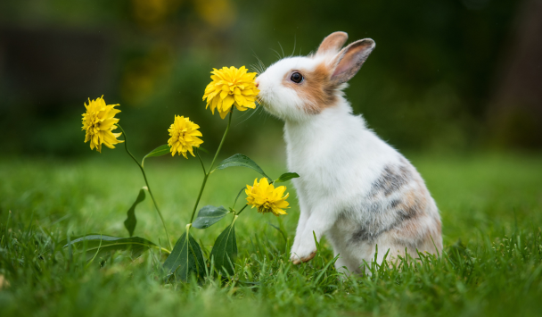 Tavşanlarda Ağrılı ve Sık İdrara Çıkma Nedir?