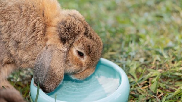 Tavşanlarda Ensefalitozoon Künikülleri Nedir?